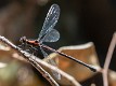 Austroargiolestes chrysoides female-3394